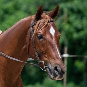 Meet your Posher, Brenda